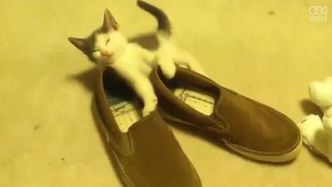 Kotek nie mógł się powstrzymać i zasnął w butach