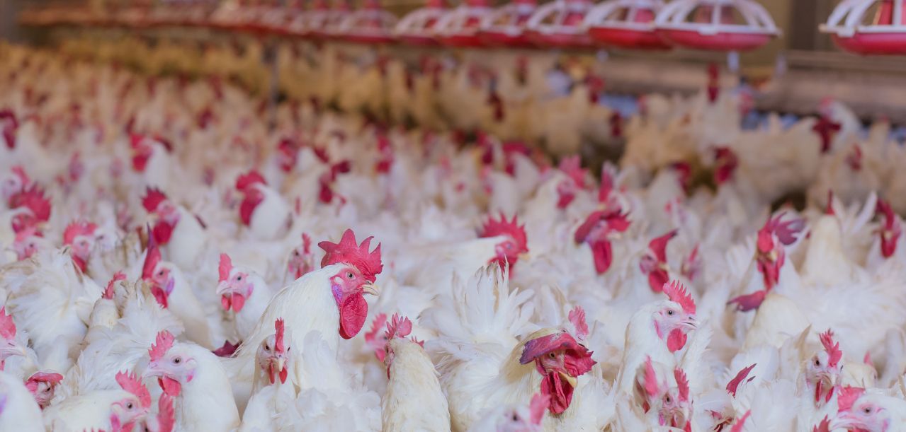 Rekompensaty dla producentów drobiu 2025 – do rozdania 120 mln zł