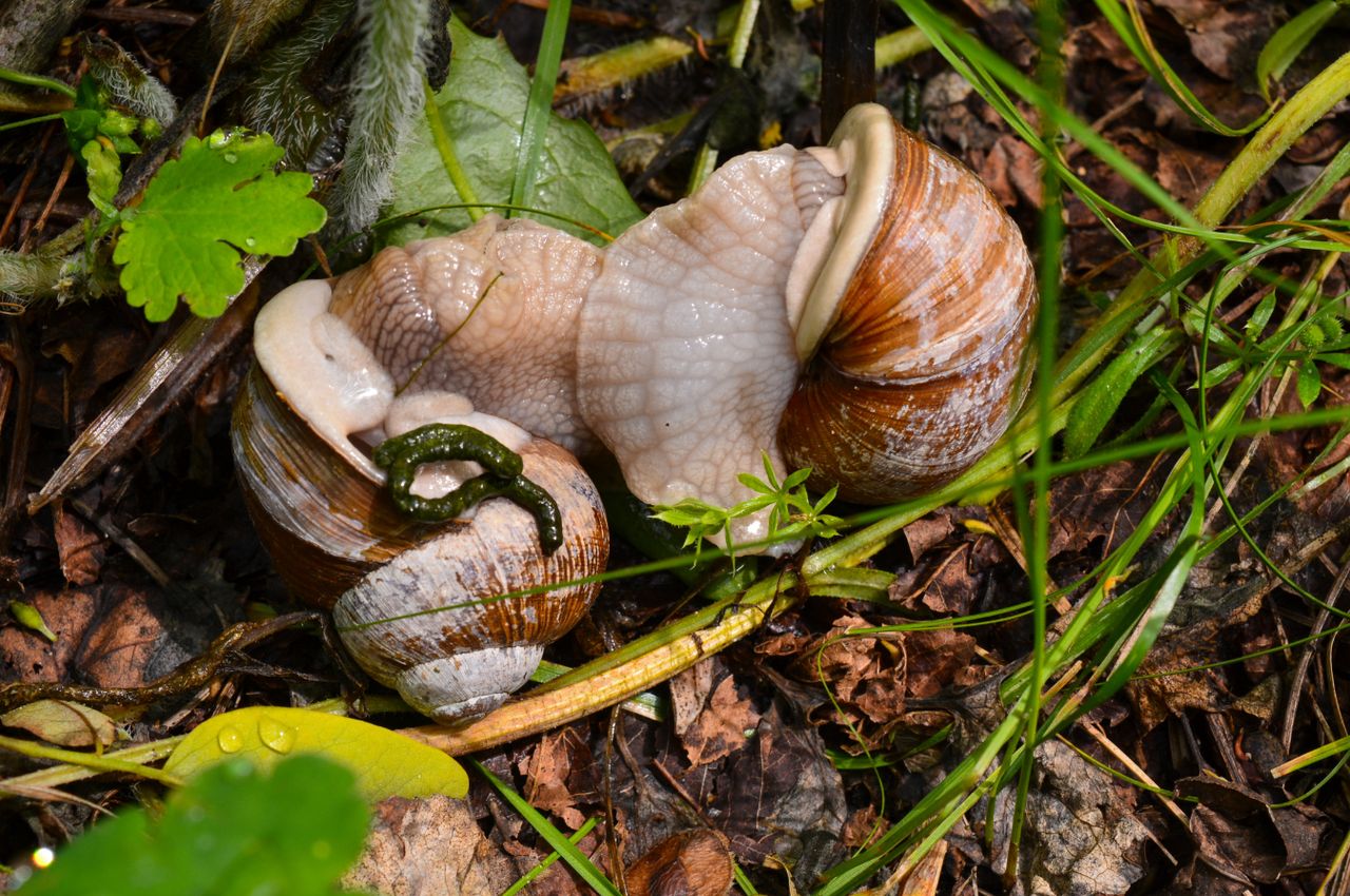 Ściągnij do ogrodu. Wyżrą ślimaki co do jednego