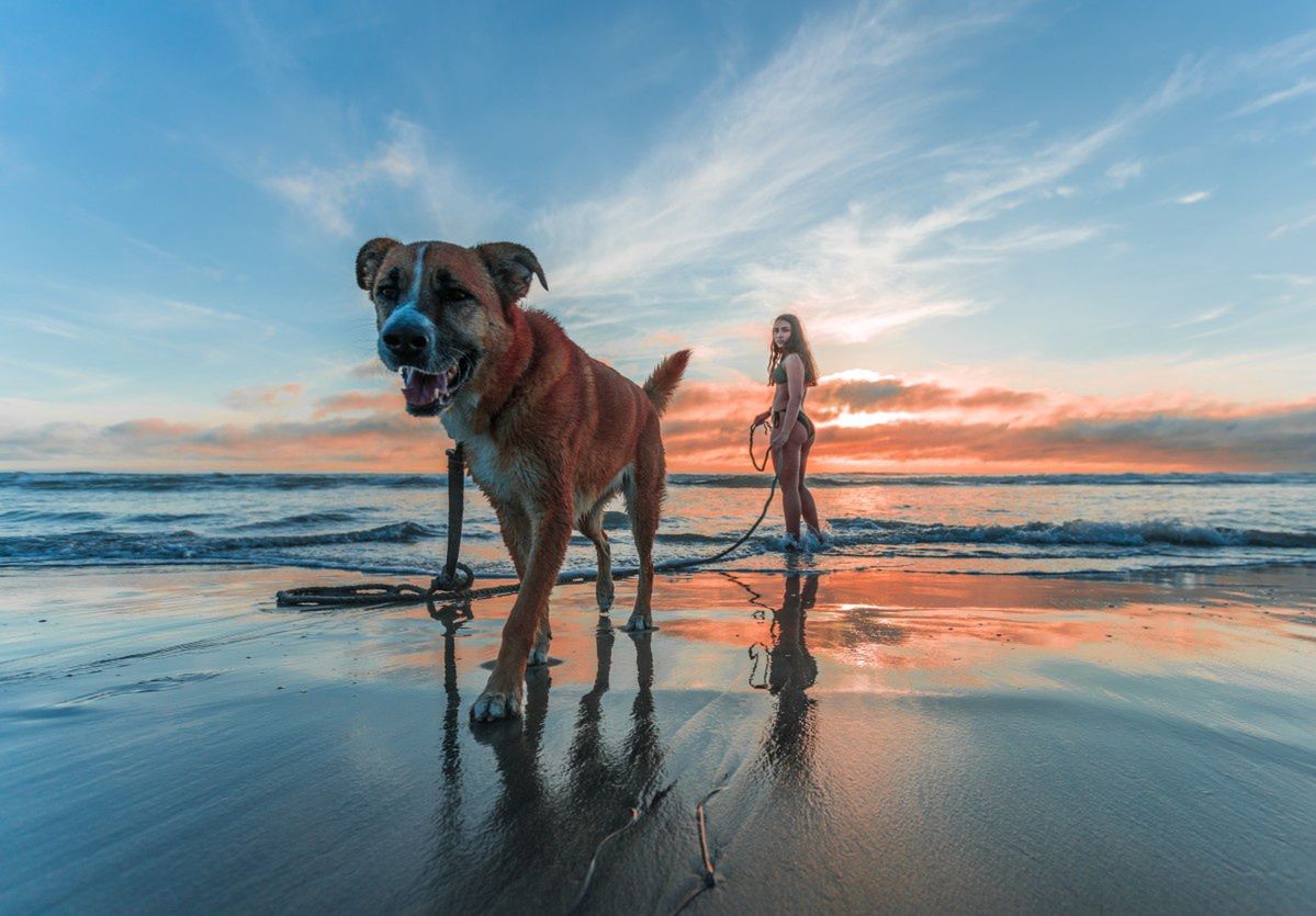 Nie można zakazać wejścia z psem na plażę. Sąd potwierdził