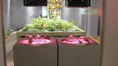 TOP 4: Partyzanckie i podziemne ogrodnictwo 1