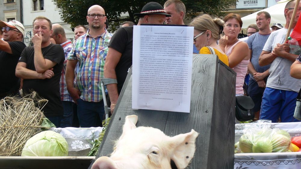 Na spotkanie z premierem w Sandomierzu rolnicy przygotowali trumnę z głową świni - symbol stanu polskiego rolnictwa
