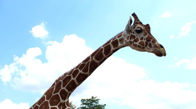 Sekrety zoo: po dzikiej stronie