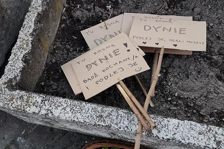 Warszawa. Mokotowskie dynie. Miejska partyzantka zieleni