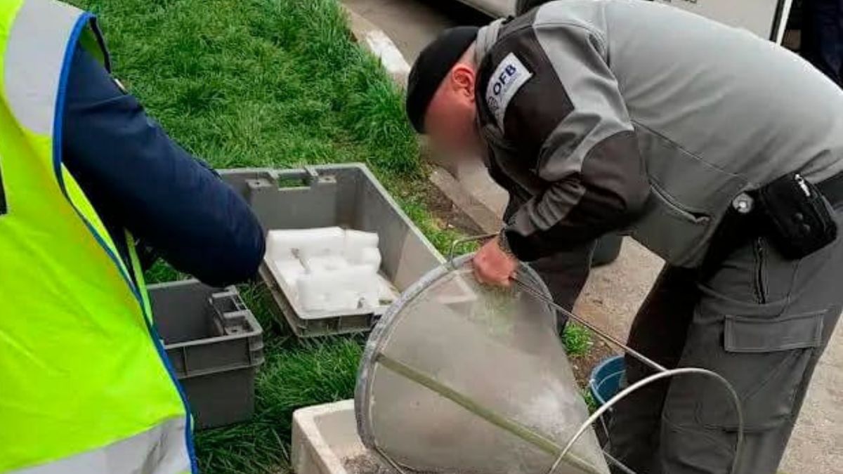 Przechwycili cenne węgorze