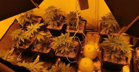 Legnica. Stworzył plantację marihuany. Policjanci zabezpieczyli towar wart 100 tys. zł