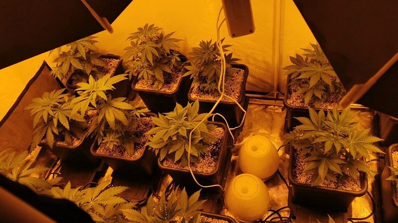 Legnica. Stworzył plantację marihuany. Policjanci zabezpieczyli towar wart 100 tys. zł