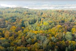Kolejny Las na Zawsze Wirtualnej Polski. Wzięliśmy pod ochronę 1,5 hektara zagrożonych wycinką drzew