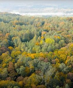 Kolejny Las na Zawsze Wirtualnej Polski. Wzięliśmy pod ochronę 1,5 hektara zagrożonych wycinką drzew