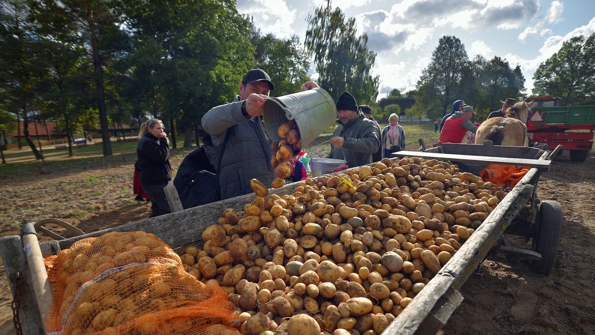 Tradycyjne kopanie ziemniak�w
Olsztynek , 08.10.2023
Skansen w Olsztynku . Tradycyjne kopanie ziemniakow.
fot. Piotr Placzkowski/REPORTER
Piotr Placzkowski/REPORTER