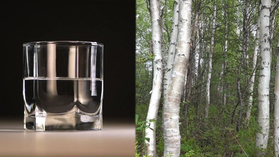 Sok z brzozy to bogactwo składników mineralnych