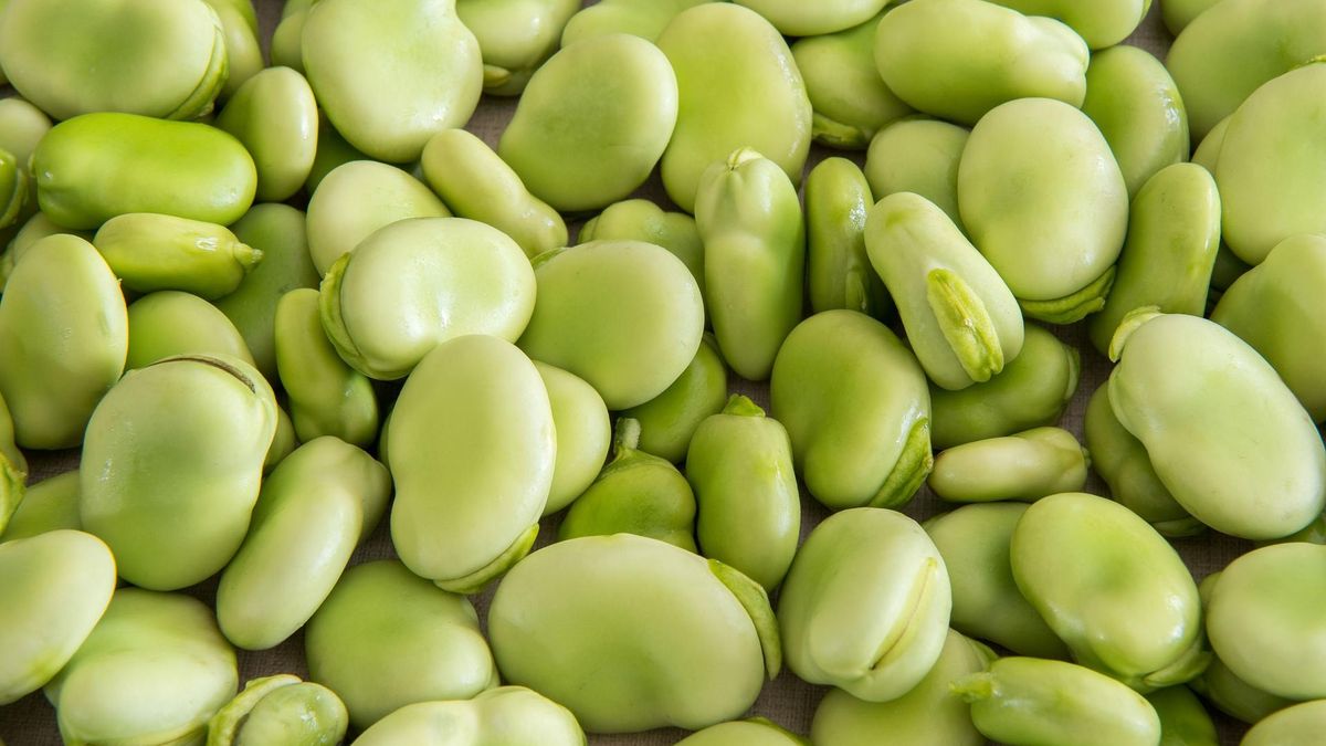 Właściwości zdrowotne bobu