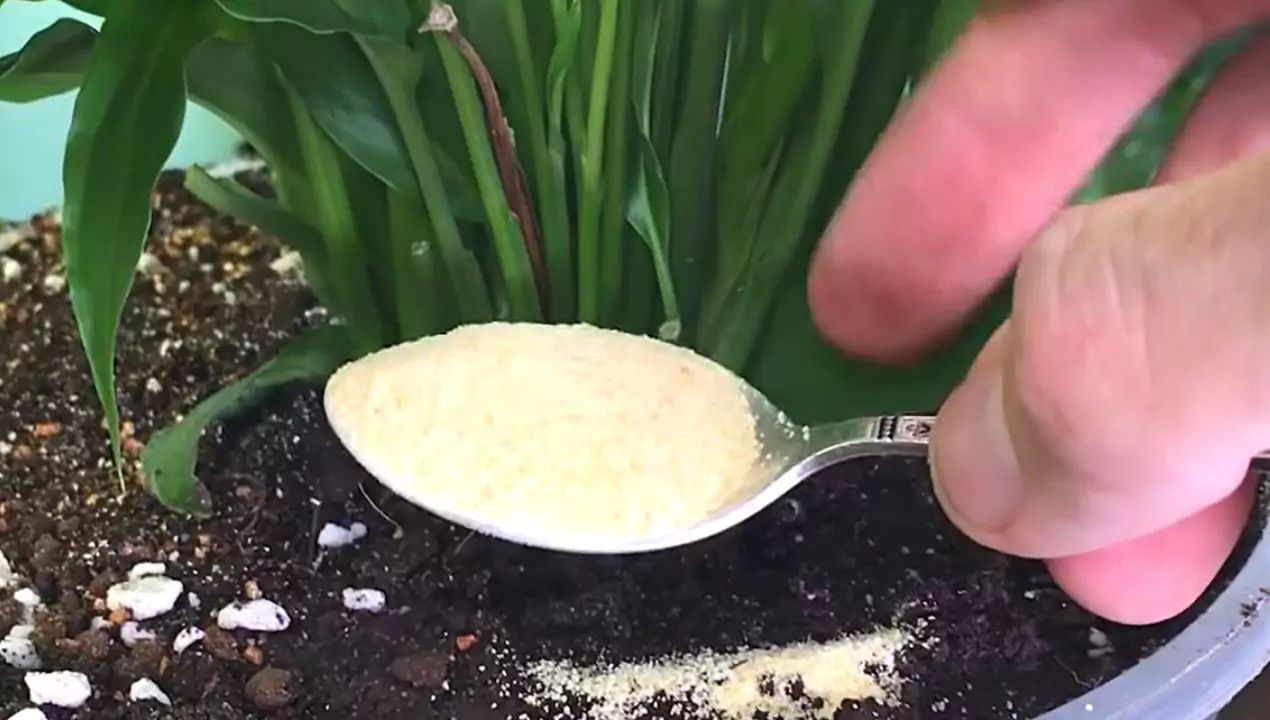Dried garlic for flowers Photo.УРОЖАЙНЫЙ САД / youtube