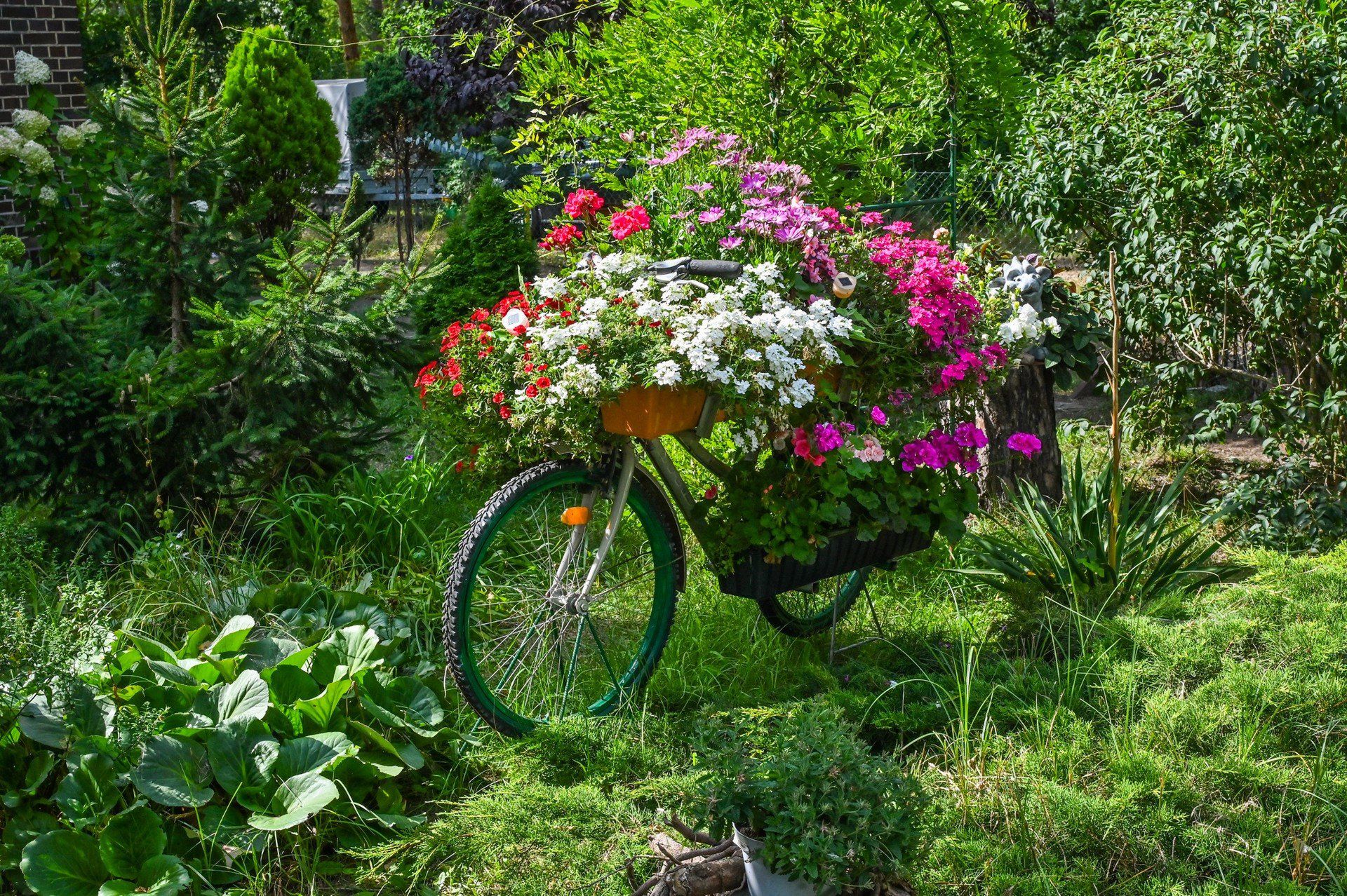 W ogrodzie pani Marii Nowickiej przy ulicy Świetlicowej w bydgoskim Łęgnowie nie brakuje begonii, surfinii i pelargonii. Ogrodniczka najbardziej dumna jest jednak z wysokich, dwumetrowych bagiennic
