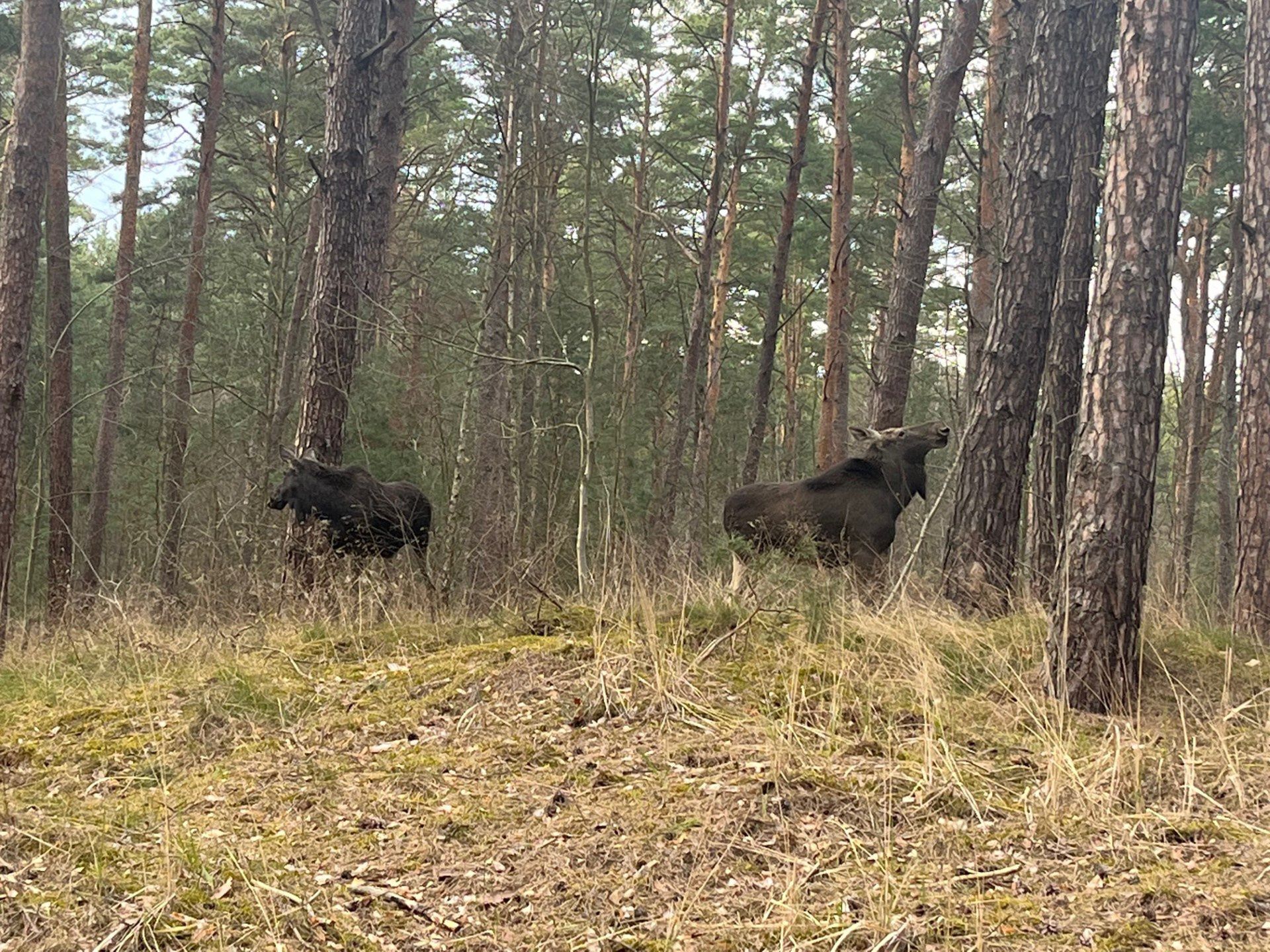 Nieraz spotkałam już rodzinę łosi