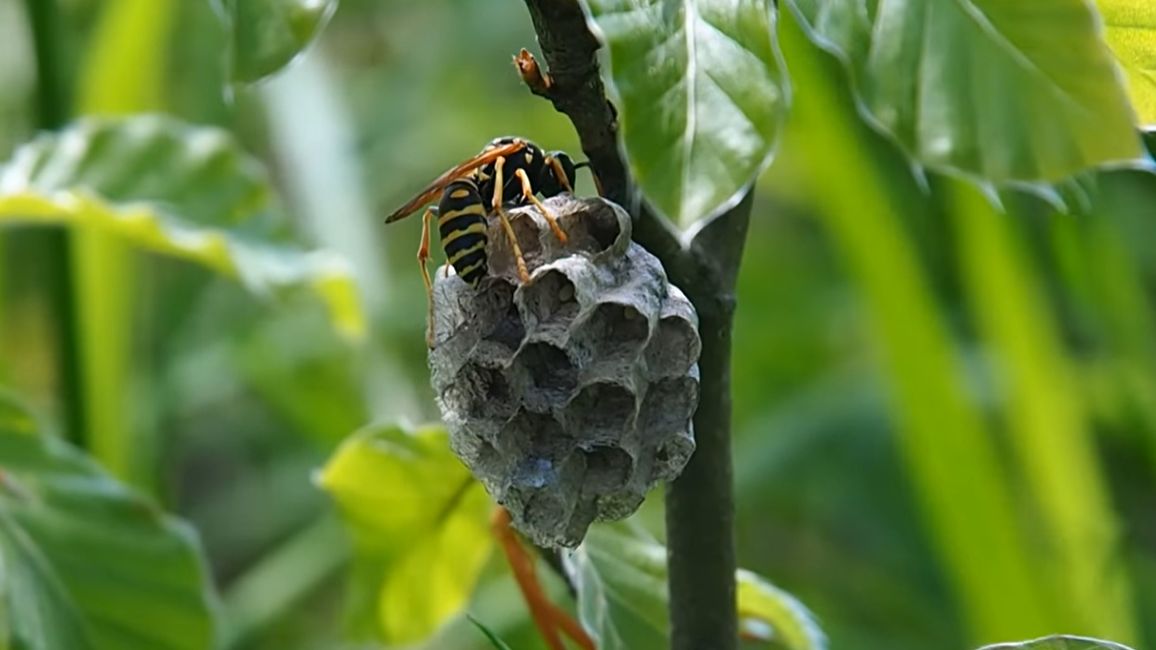 Charakterystyczne małe gniazda można spotkać podczas spaceru