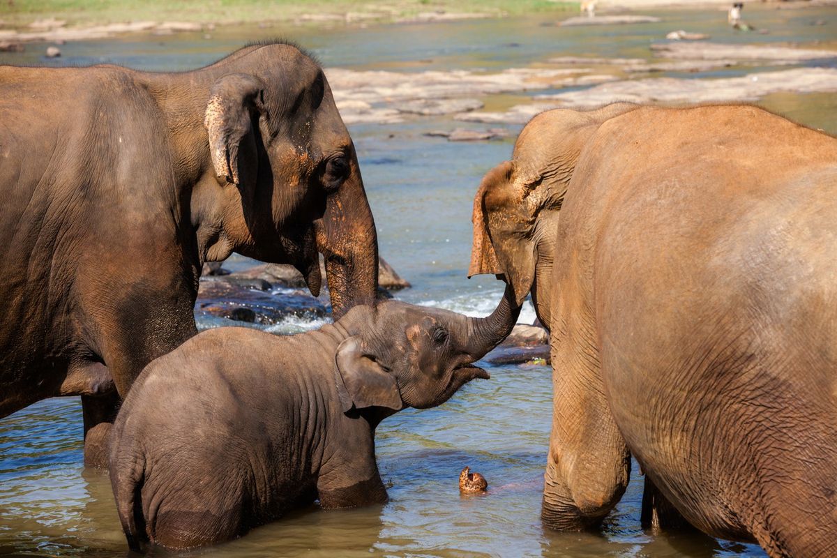 Sri Lanka: spotkanie ze słoniem