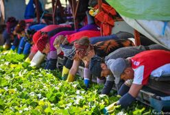 Niemcy. 174 zarażonych koronawirusem w gospodarstwie rolnym w Bawarii