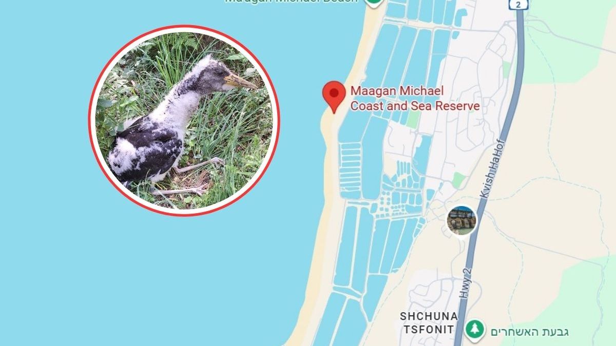 Leśny globtroter z Wielkopolski. Bocian czarny doleciał