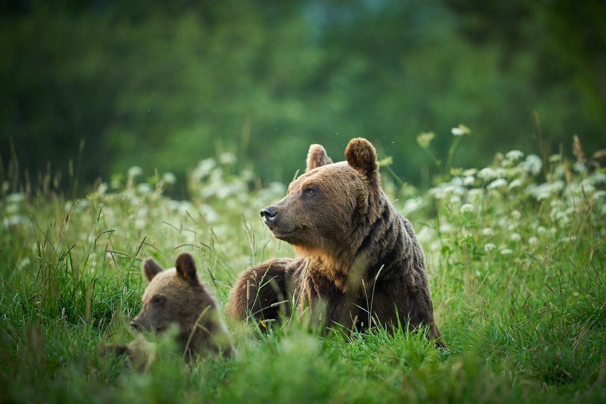 Niedźwiedzica z młodym (zdjęcie ilustracyjne)