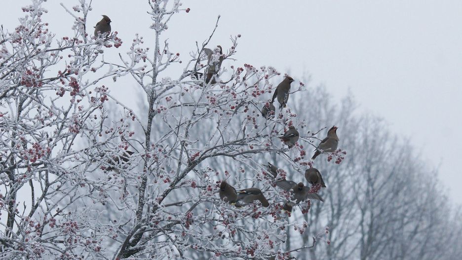 Jemiołuszki żerują zwykle w stadach. Ich przysmakiem są owoce jarzębiny.