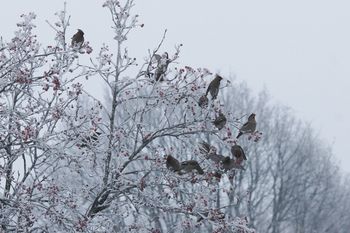 Ptaki zimą w Polsce. Te ptaki przylatują do nas na zimę. Które ptaki zimą możesz zobaczyć w swoim karmniku?