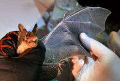 USA. 80-latek nie chciał się zaszczepić. Zmarł po ugryzieniu nietoperza