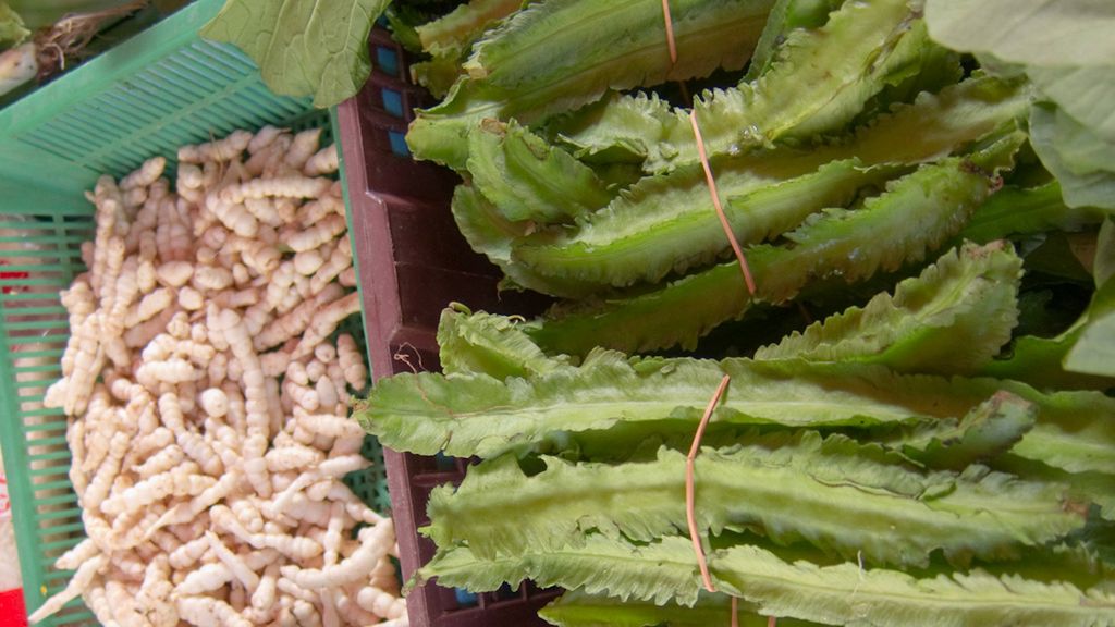 Łust głąbigroszek gotowany z dodatkiem soli