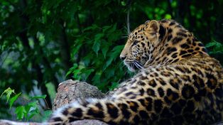Tragiczny atak lampartów w zoo! Opiekunka pracowała ze zwierzętami przez 40 lat. Nie udało się jej uratować