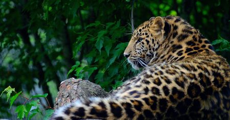Tragiczny atak lampartów w zoo! Opiekunka pracowała ze zwierzętami przez 40 lat. Nie udało się jej uratować