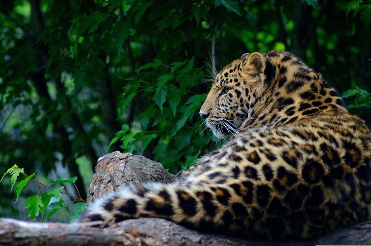 Tragiczny atak lampartów w zoo! Opiekunka pracowała ze zwierzętami przez 40 lat. Nie udało się jej uratować