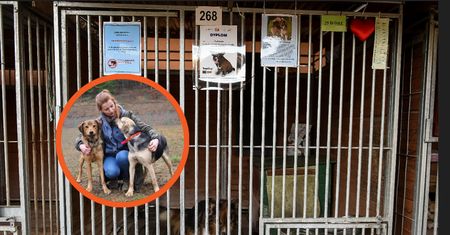 Pokłóciła się o psa w schronisku. Straciła pracę. Spór pod Olsztynem