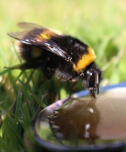Warszawa. Na Woli może powstać łąka pełna motyli i pszczół