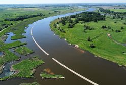 Ryby w Odrze znów zagrożone? Złota alga znów w rzece