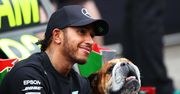 Pies, który stał się legendą padoku F1. Hamilton pożegnał ukochanego buldoga