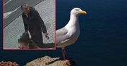 Zabił mewę, grożą mu za to 3 lata więzienia. Jest apel policji