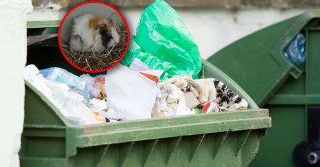 Znalazł ją w śmietniku w Poznaniu. "Jak tak można?"