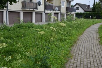Słupsk: Niebezpieczny barszcz porasta osiedle? Urząd miejski uspokaja