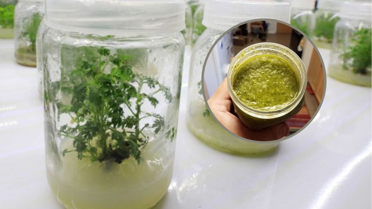 Bylica roczna może zabijać komórki rakowe