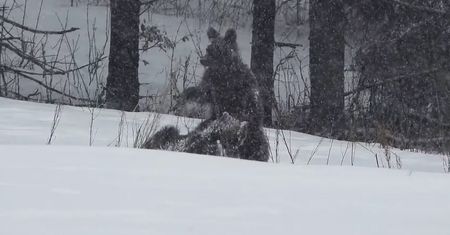 Zabawy młodych niedźwiedzi na polanie. Nagranie z Bieszczad