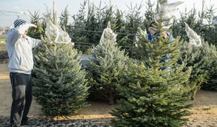 Tych choinek lepiej nie brać. Leśnicy ostrzegają