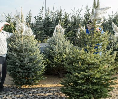 Tych choinek lepiej nie brać. Leśnicy ostrzegają