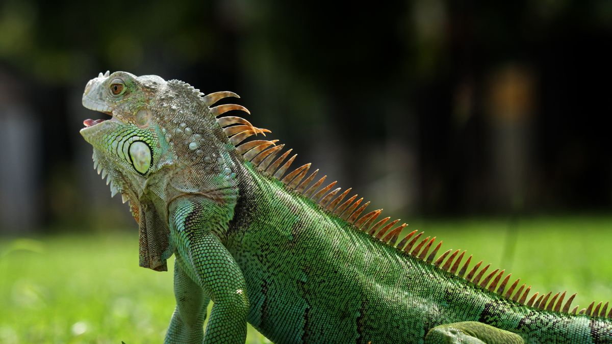 Legwan (Iguana iguana)