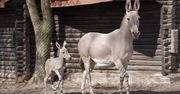 Nowa mieszkanka ZOO Płock – urocza ośliczka już zachwyca odwiedzających