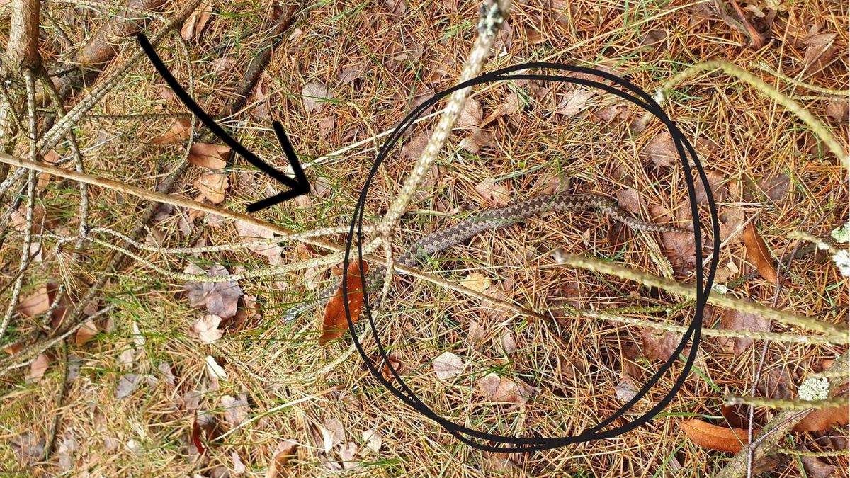 Nadleśnictwo Leżajsk. Lasy Państwowe