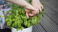 Niepozorna przyprawa, która działa na stres i trawienie. Bazylia pod lupą