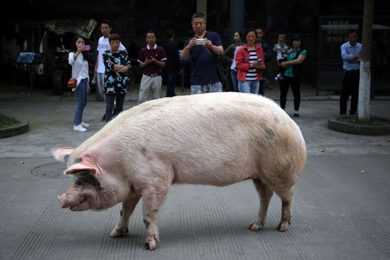 36 dni walczyła pod gruzami. Świnia-symbol zmarła w wieku 14 lat