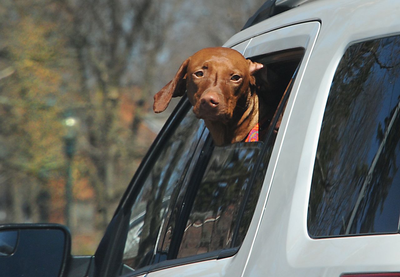 A dog enjoys the warmer weather by sticking his head out a car window on Friday, April 15, 2016 in Schenectady, N.Y.  (Photo by Lori Van Buren/Albany Times Union via Getty Images)