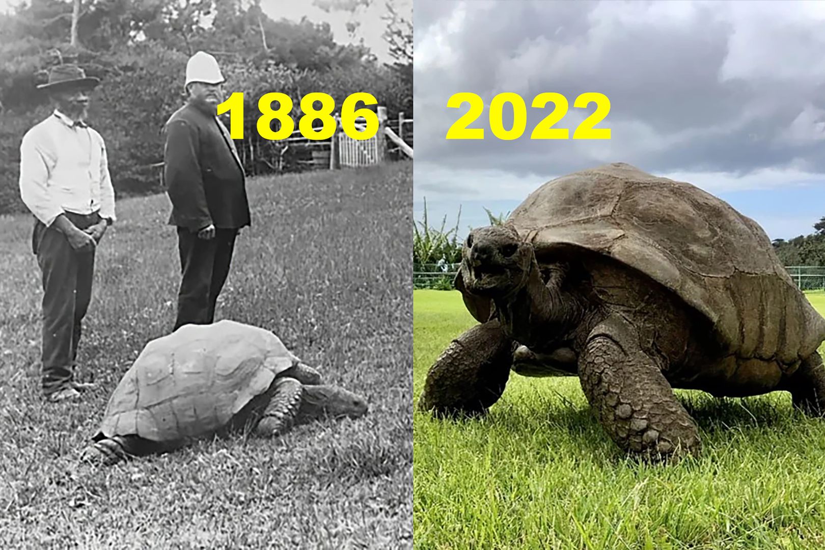 Te zdjęcia dzieli 136 lat, a żółw wciąż żyje. Ma 190 lat! 1