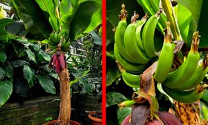 Egzotyczna sensacja w Łańcucie. Bananowiec wydał owoce